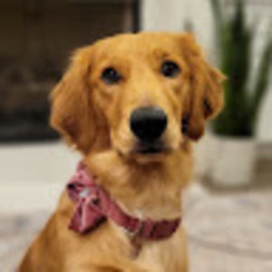 Meet your Posher, Cory